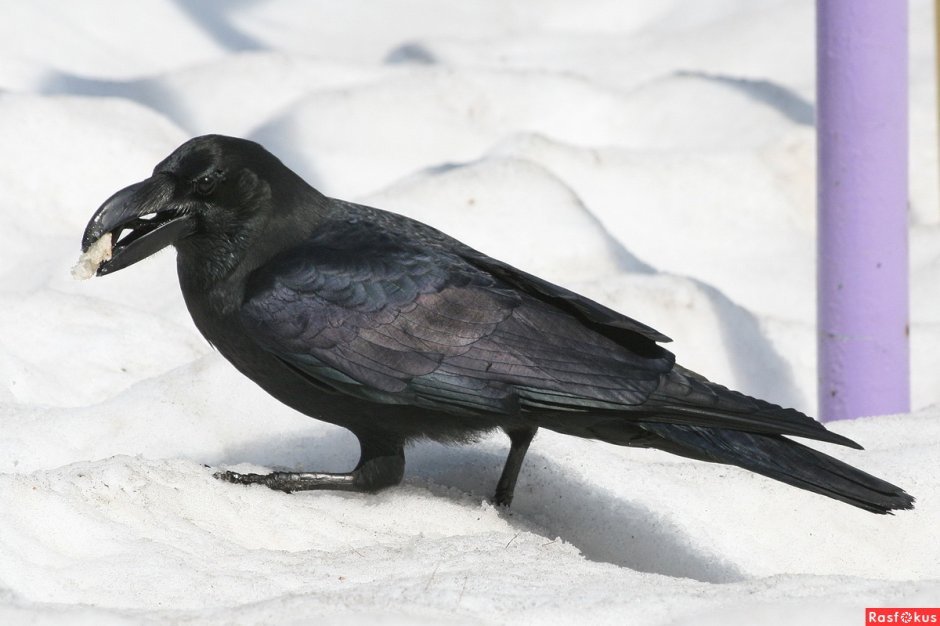 Корвус карга