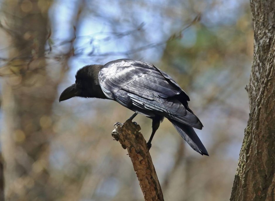 Индийская ворона