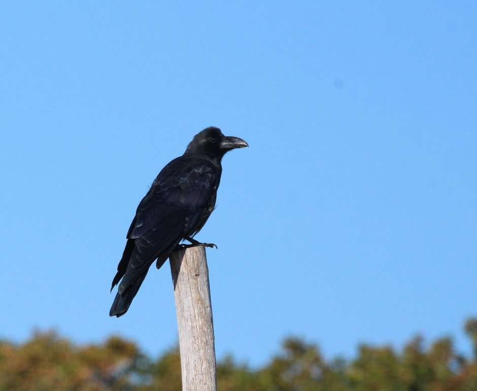 Индийская ворона джунглей
