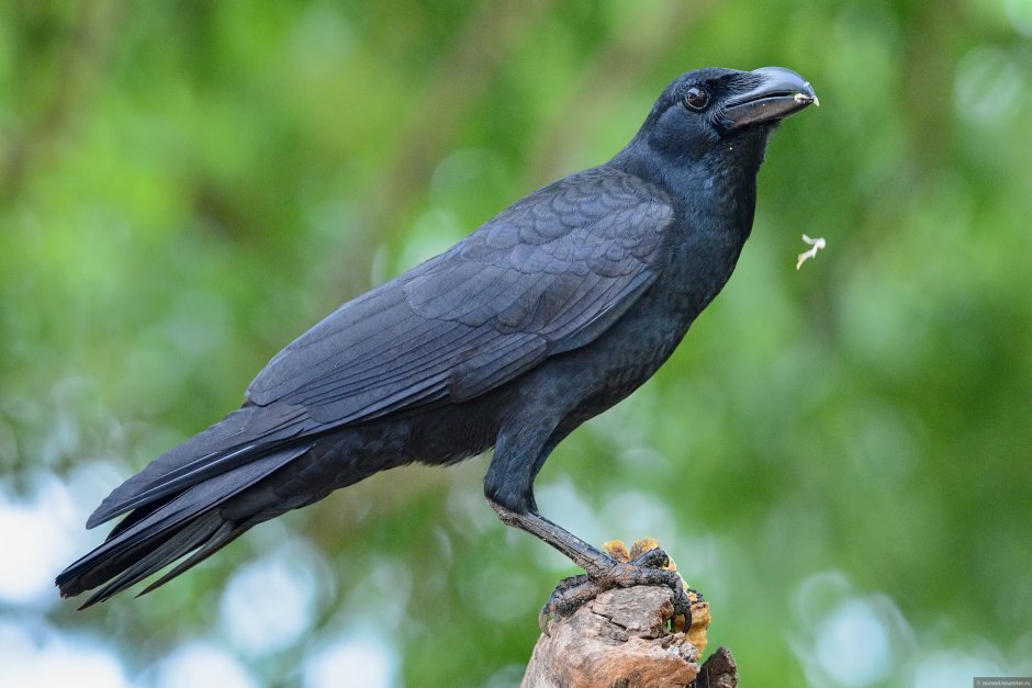 Дальневосточная большеклювая ворона