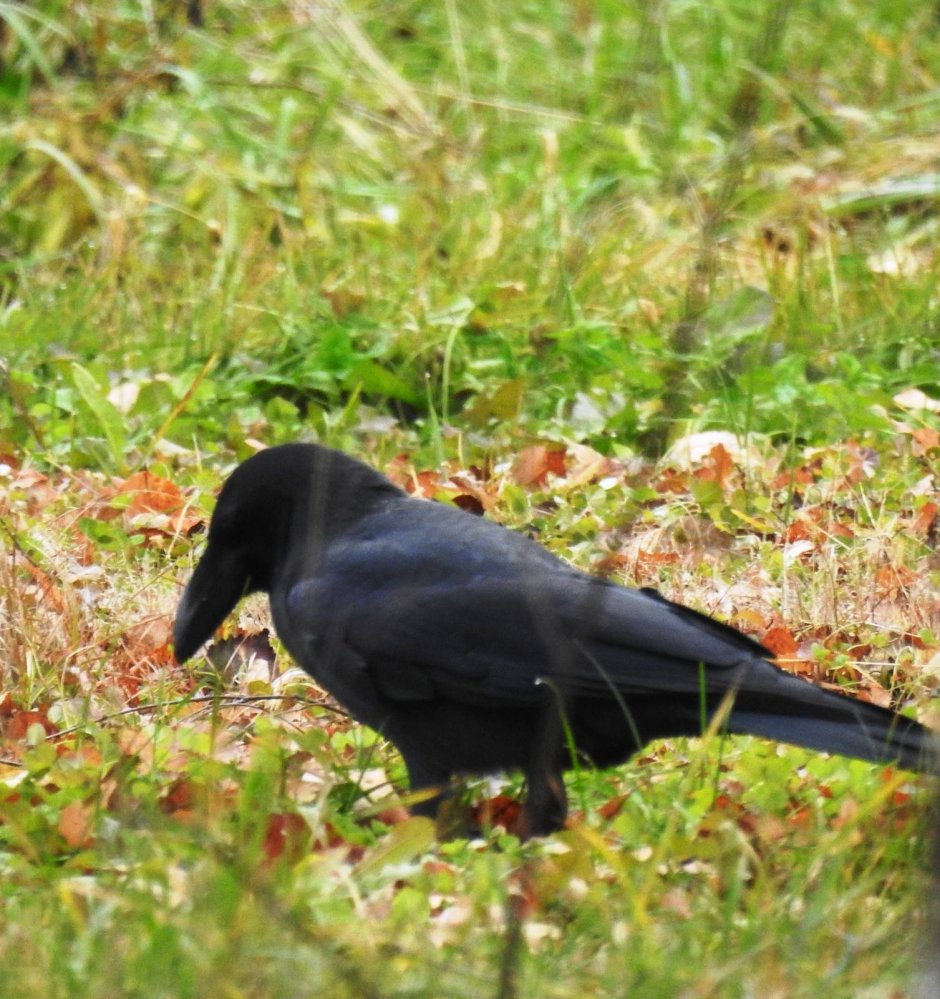 Кубинская ворона