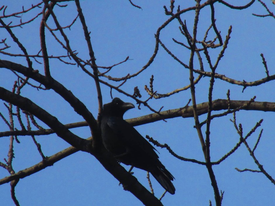 Большеклювая ворона