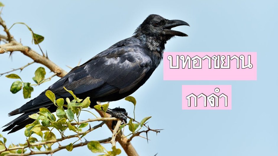 Злая умная птица