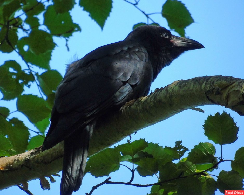 Большеклю́вая воро́на Corvus macrorhynchos
