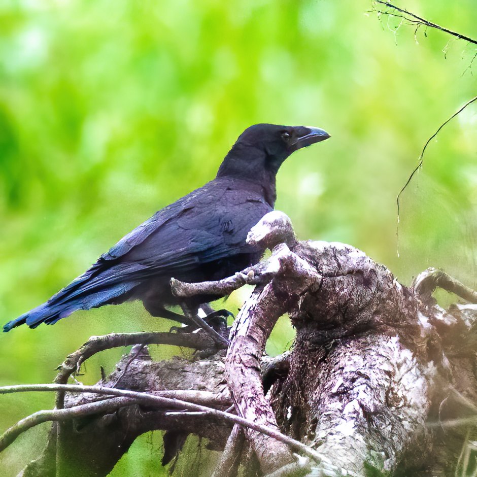 Большеклювая птица
