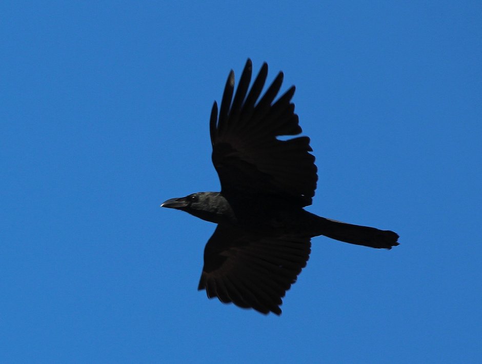 Дальневосточный ворон большеклювый