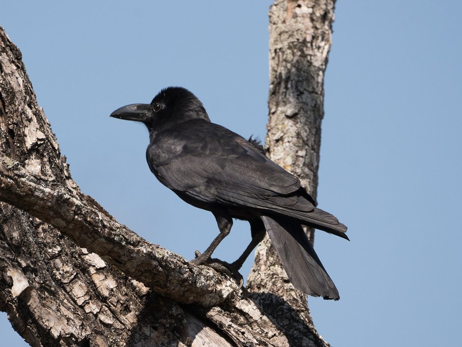 Corvus macrorhynchos