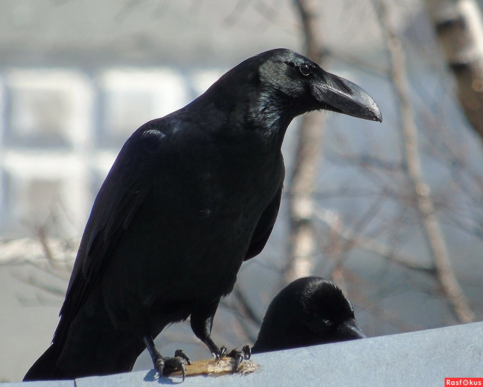 Ворон обыкновенный