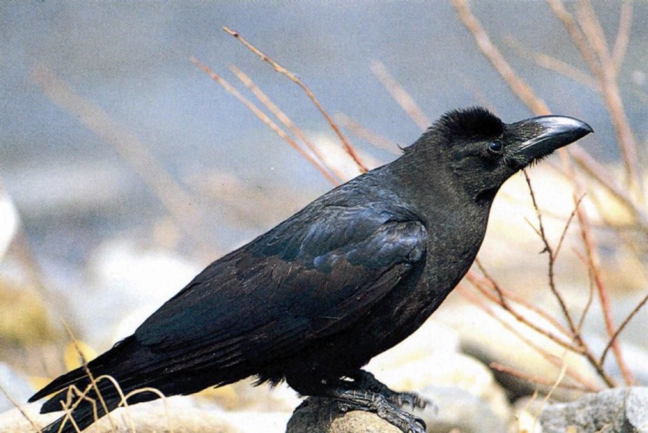 Большеголовая ворона