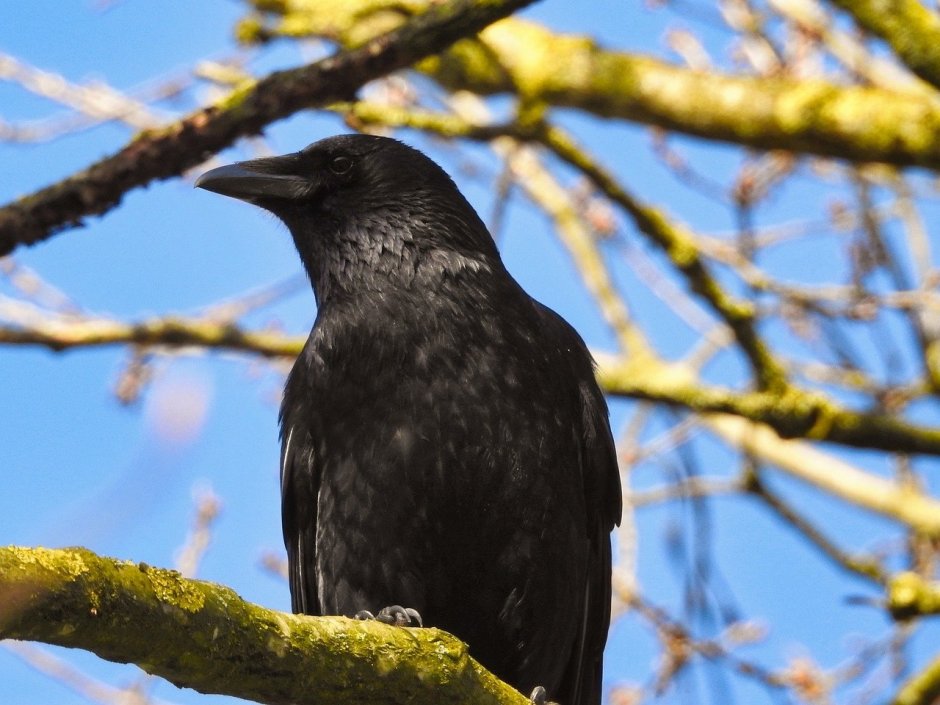 Ворона фото