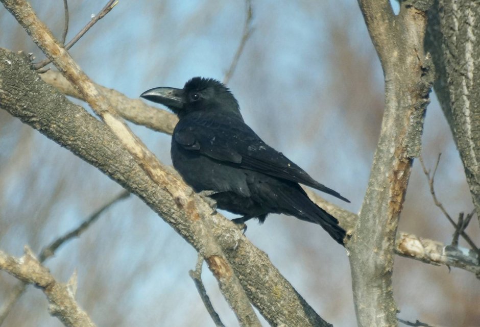 Голова большеклювой вороны