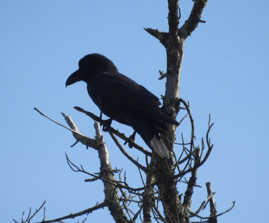 Афганские Грачи