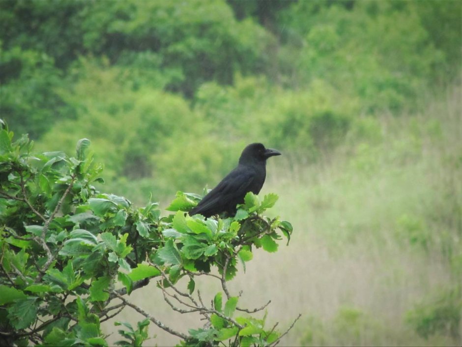 Огромная ворона