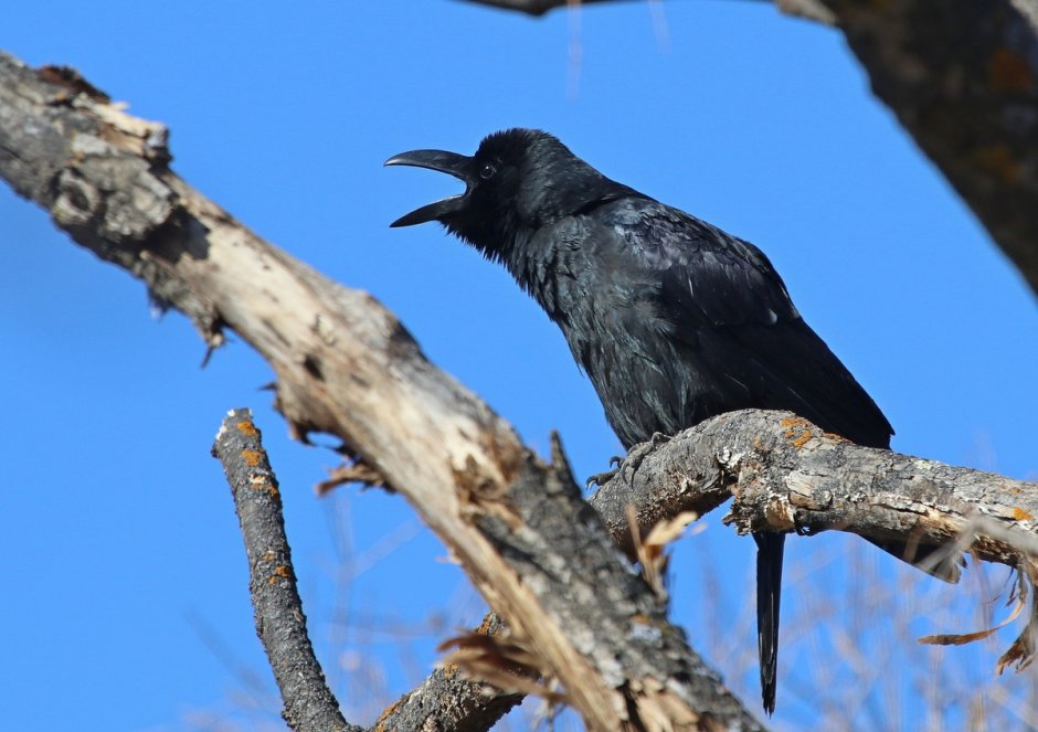 Большеклювая ворона птенец