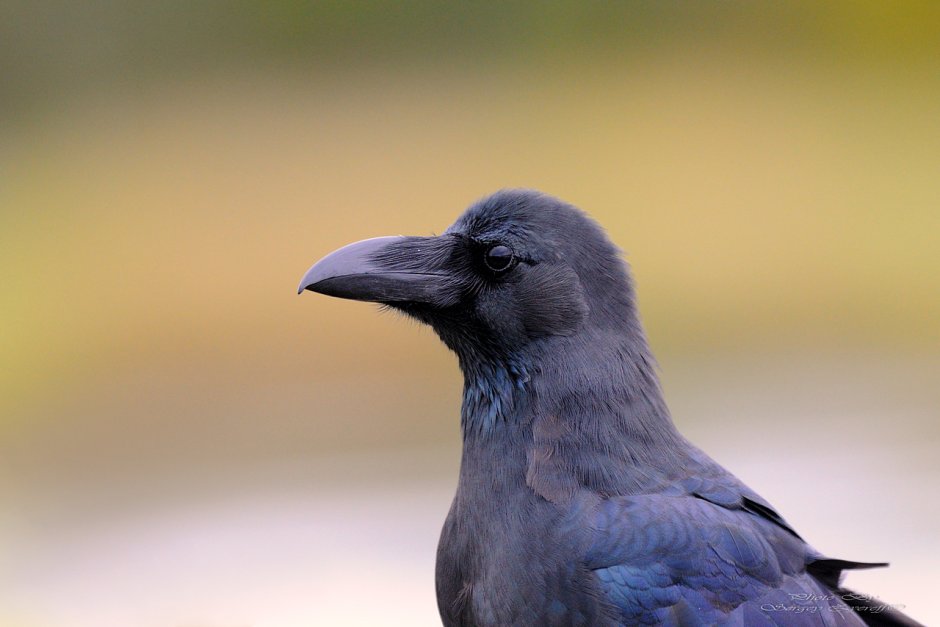Большеклювая ворона рас Аль Хайма как поет