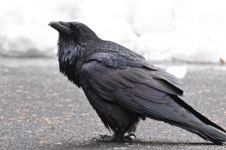 Corvus macrorhynchos