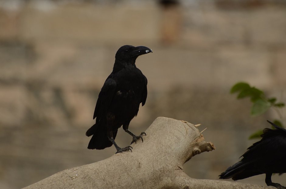 Ворона большеклювая ареал