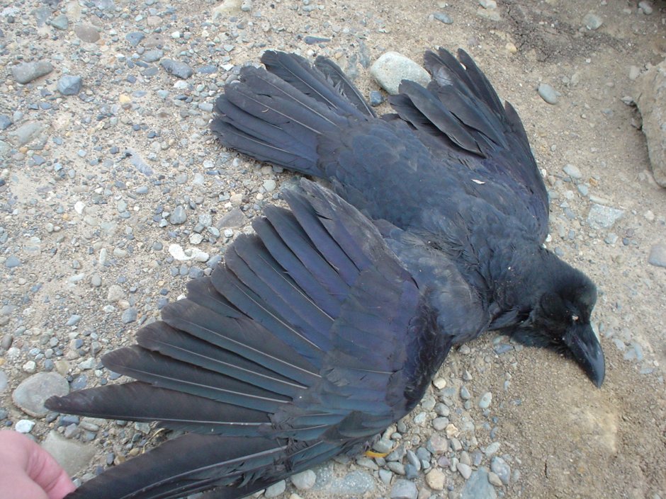 Большеклювый Орел