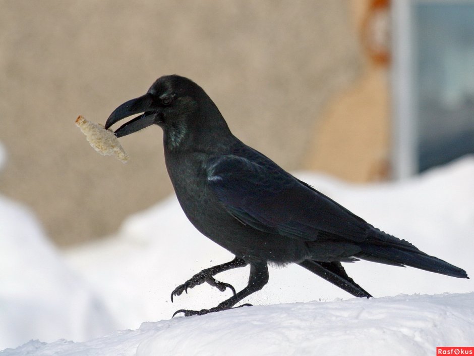 Corvus macrorhynchos