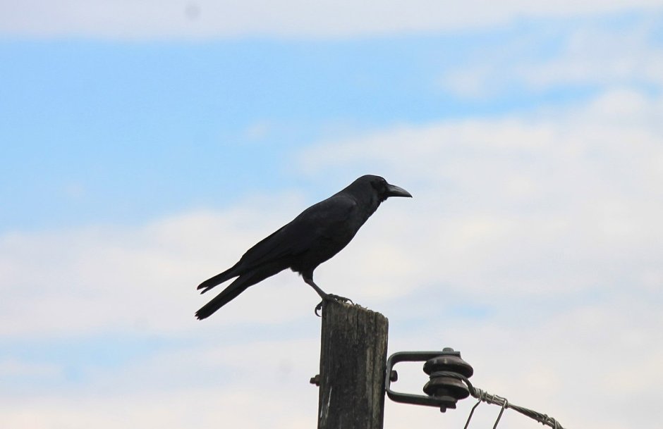 Вороний клюв оружие