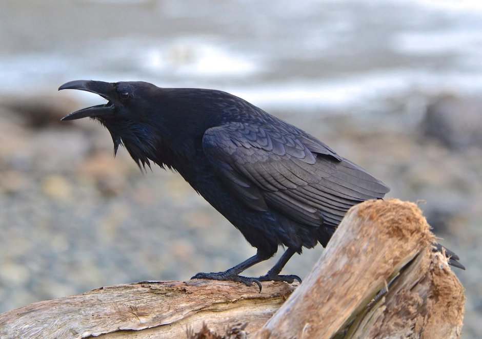 Чёрная воро́на Corvus Corone