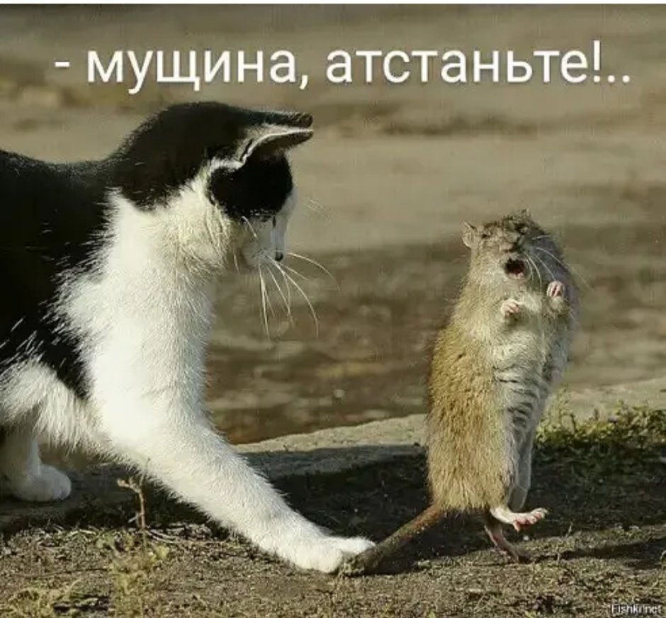 Дохлая лабораторная мышь