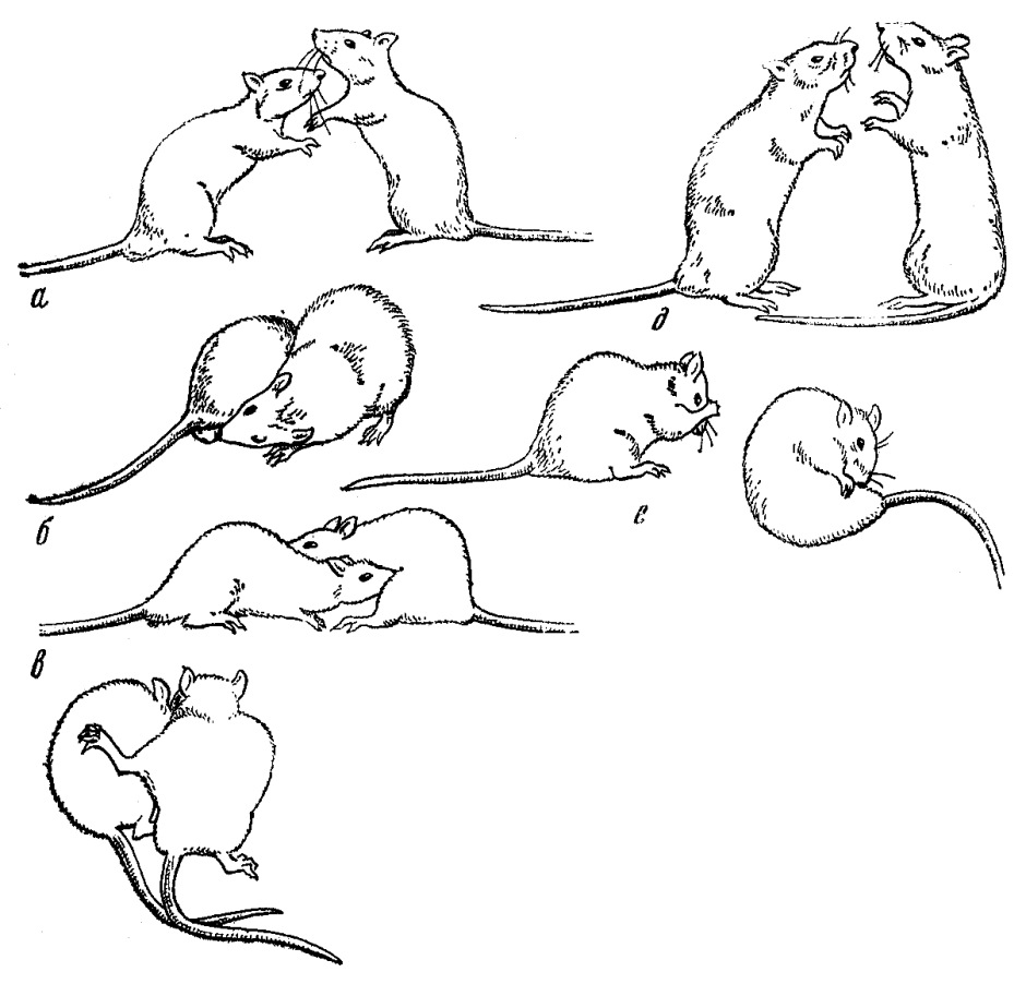 Крыса сидит