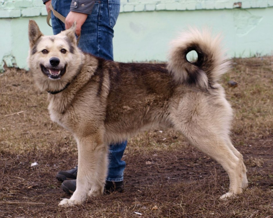 Хаски с кавказцем помесь