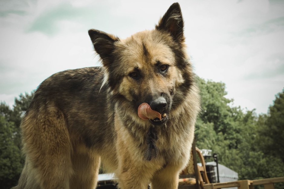 Gerberian Shepsky