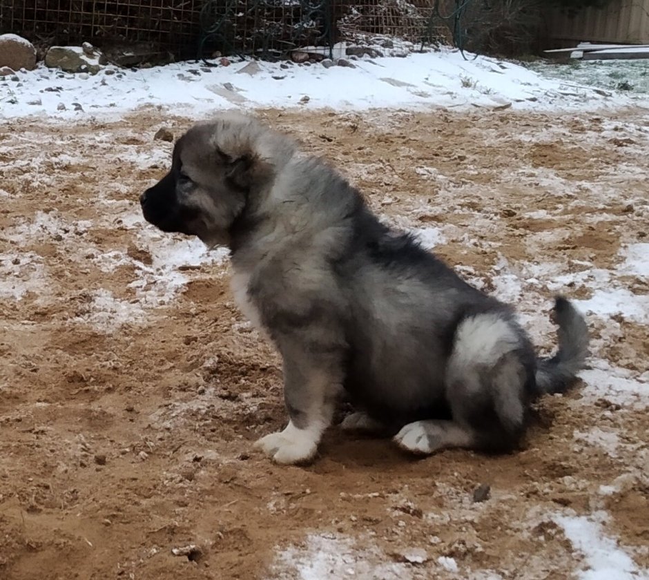 Маламут с овчаркой помесь