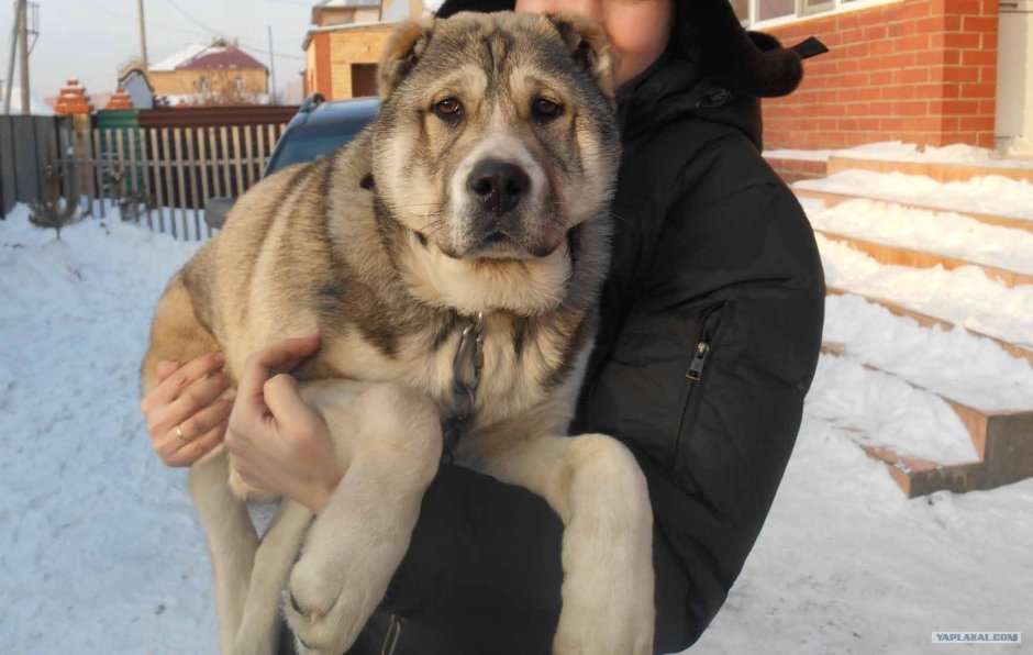 Алабай помесь с овчаркой