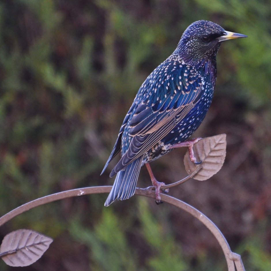 Лиловый Дрозд (Myophonus caeruleus)