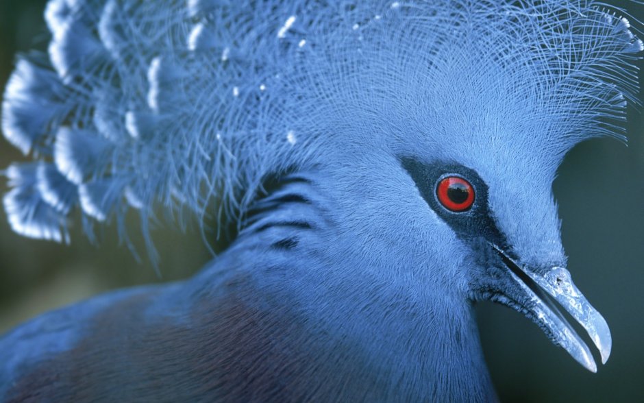 Victoria crowned Pigeon