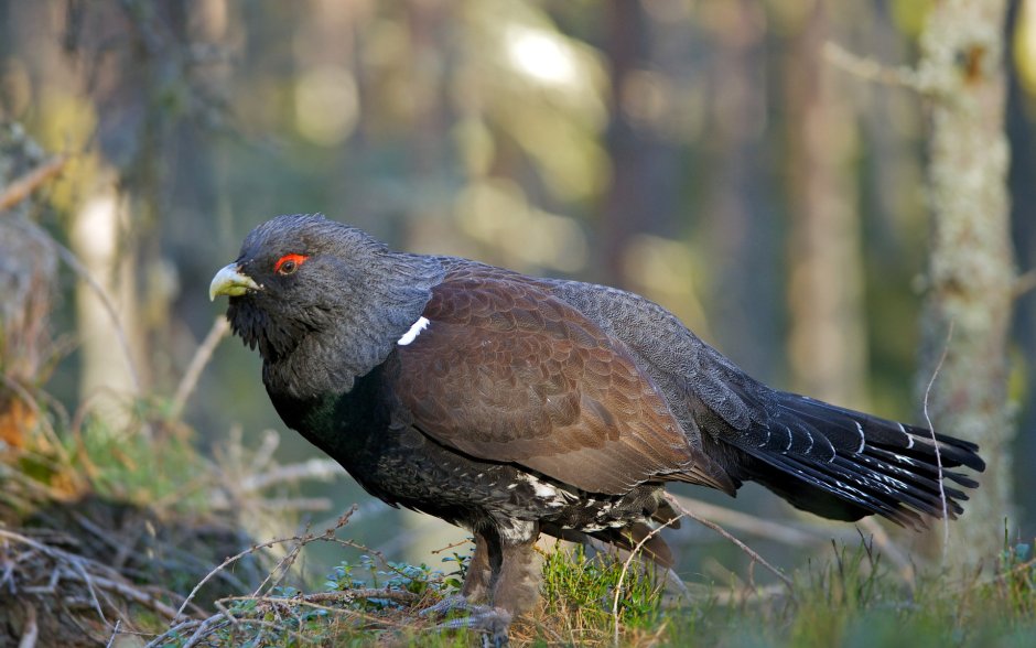 Глухарь (Tetrao urogallus)