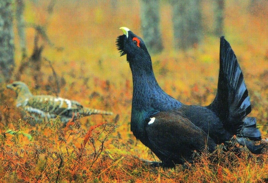Глухарь птица самка