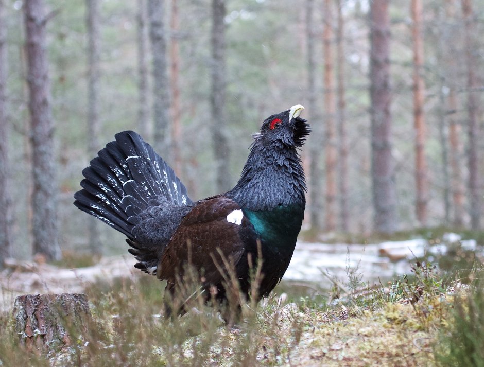 Глухарь (Tetrao urogallus)
