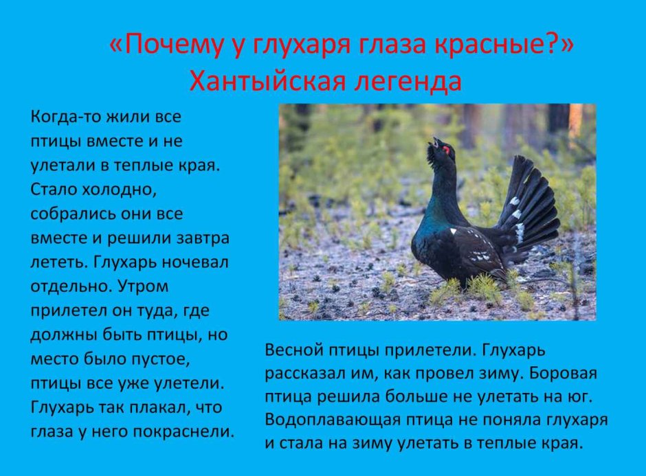 Чернобрюхий Глухарь