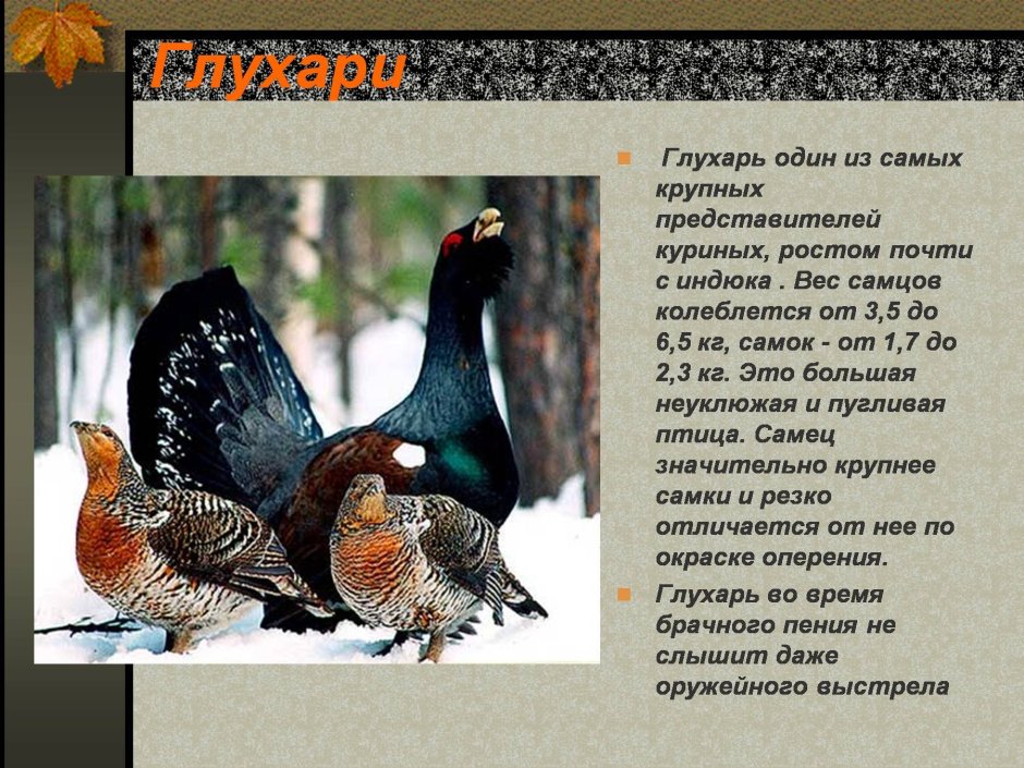 Глухарь (Tetrao urogallus)
