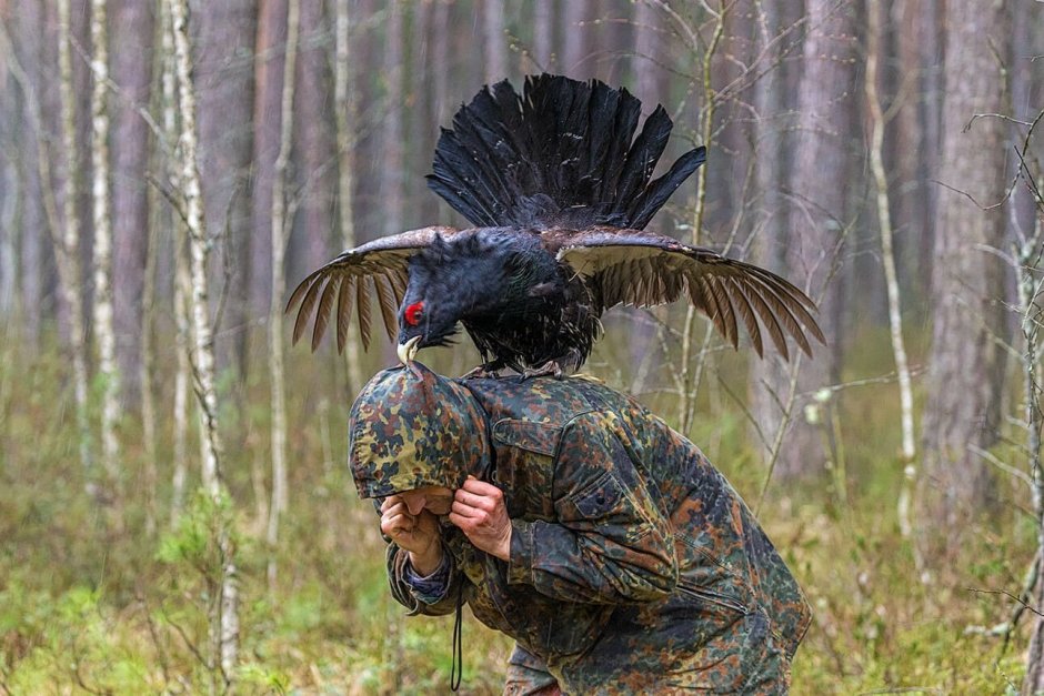 Рябчик обыкновенный