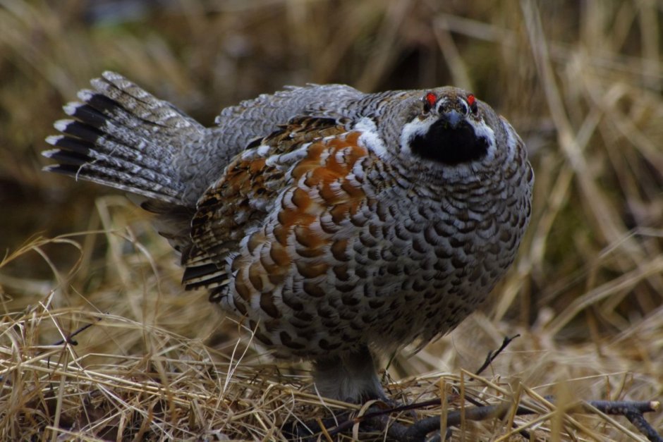 Tetrao urogallus