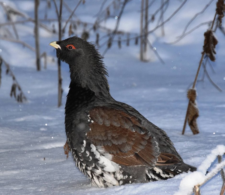 Глухарь (Tetrao urogallus)