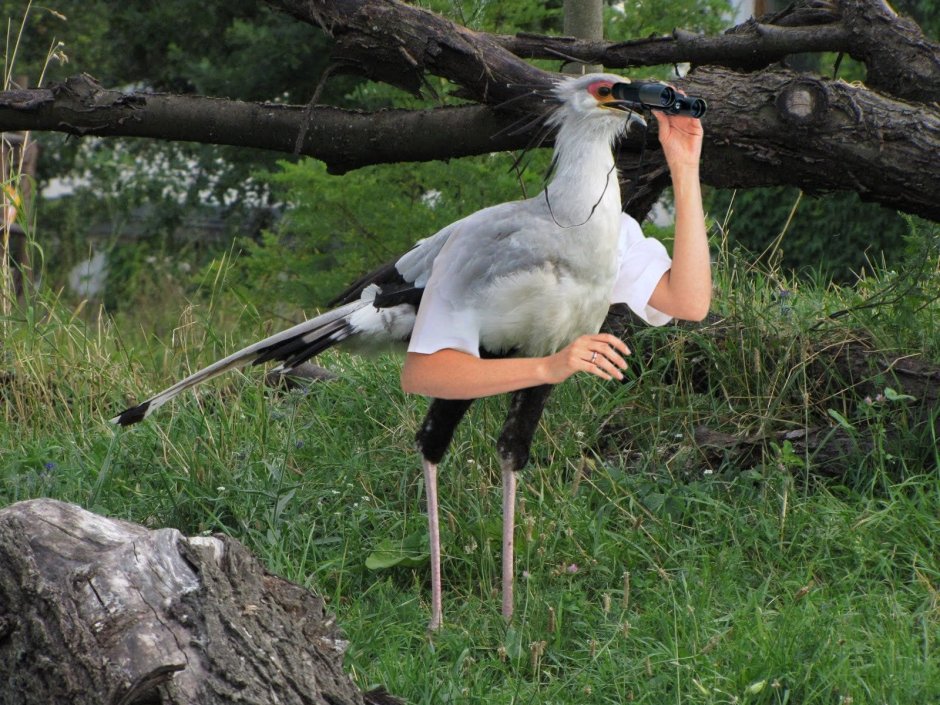 Птица секретарь и человек