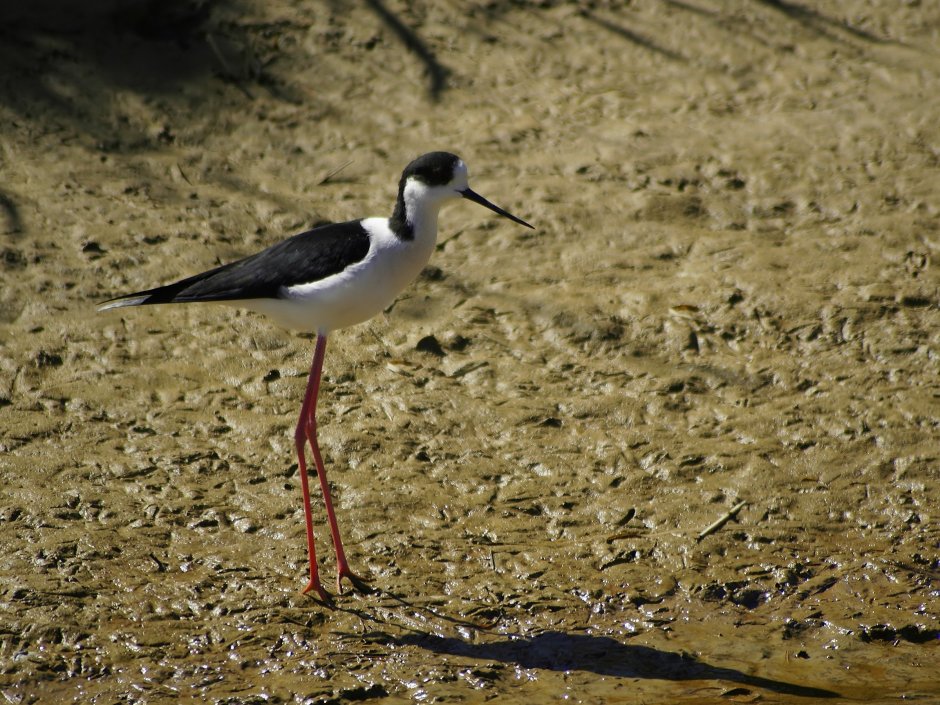 Himantopus melanurus