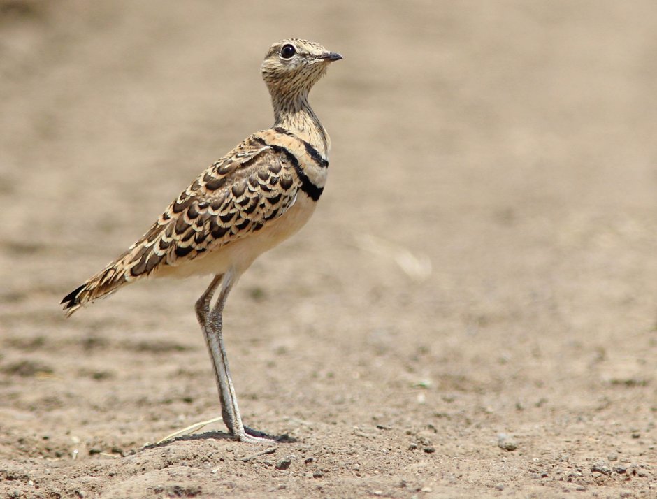 Double-Banded Courser