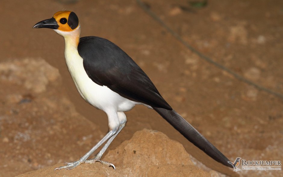 Плешивая сорока Picathartes