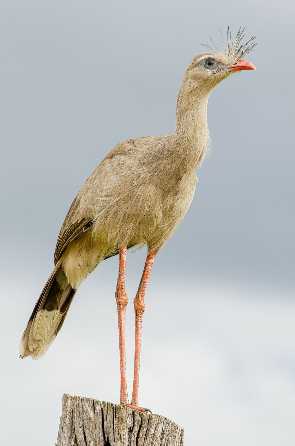 Cariama cristata