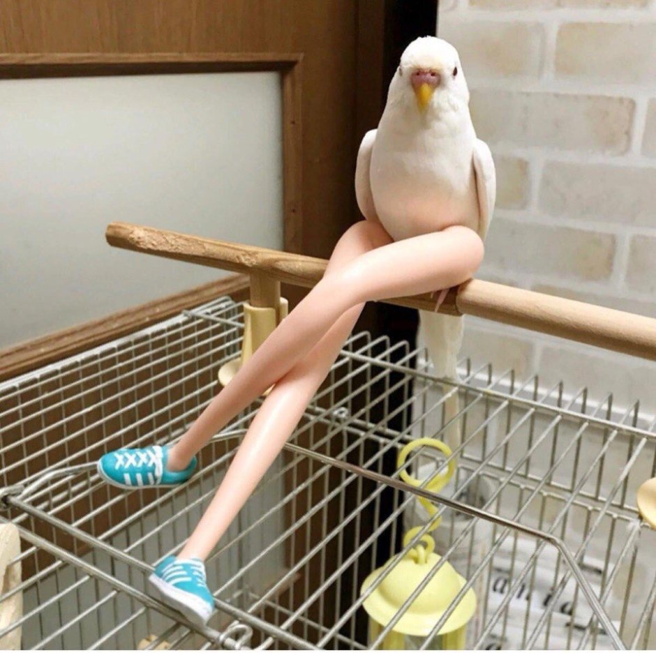Смешные пикчи с попугаями