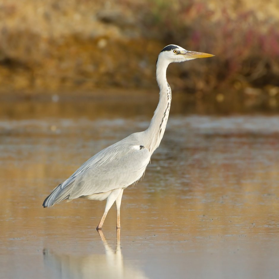Птица Ardea cinerea