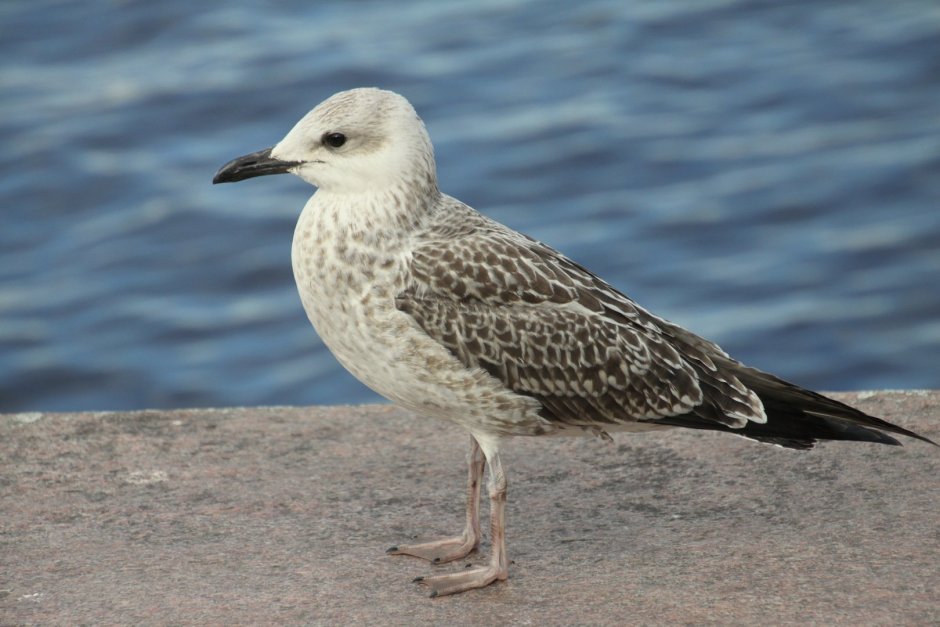 Seagull chick