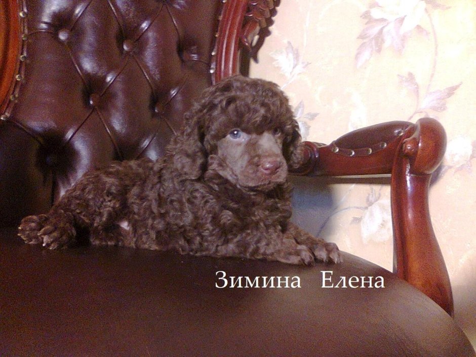 Королевский пудель черный